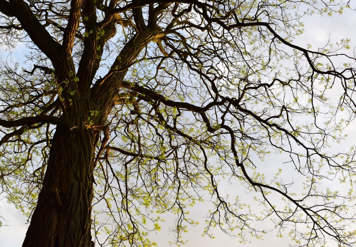 qi gong arbres printemps