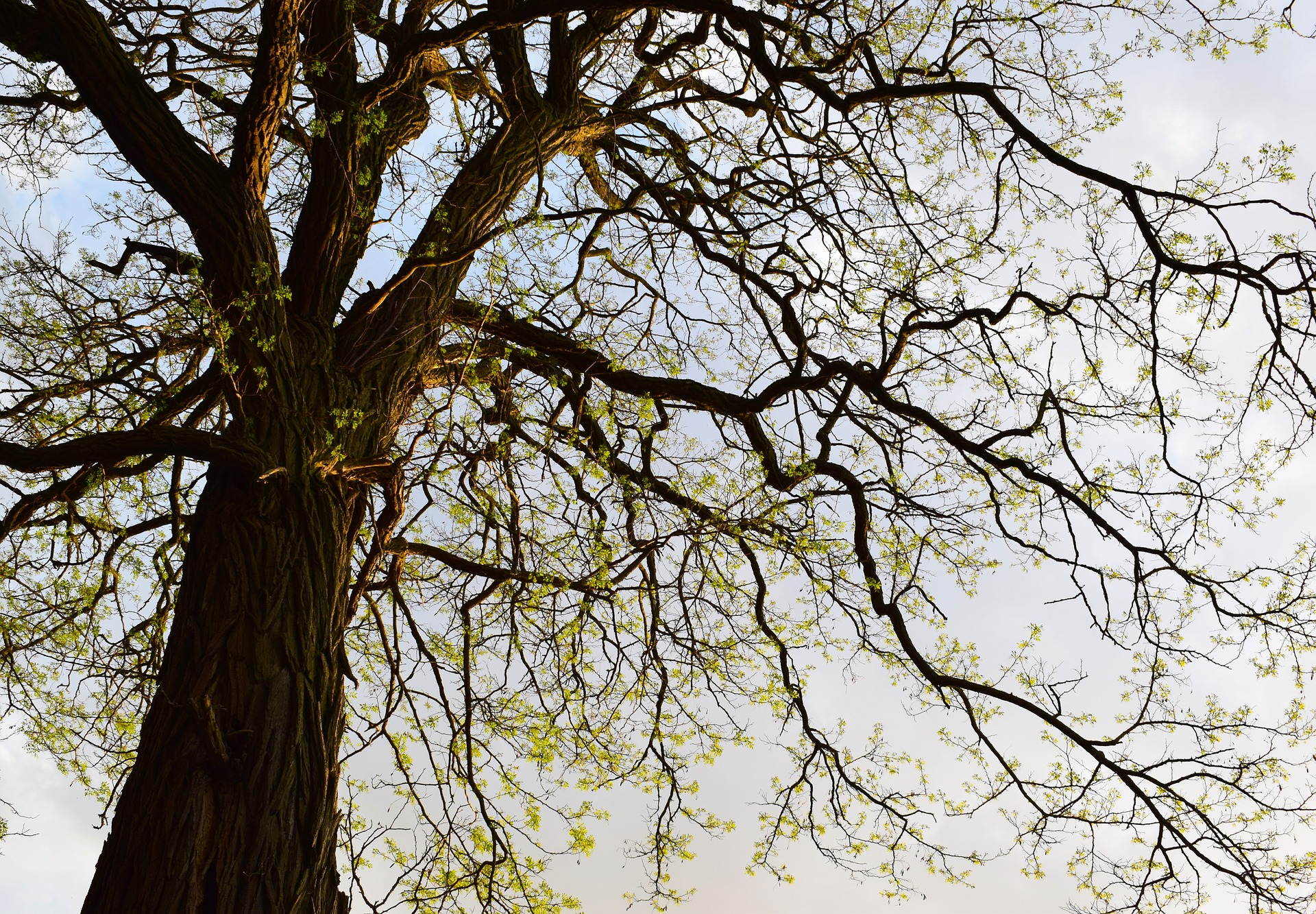 L’énergie des arbres au printemps