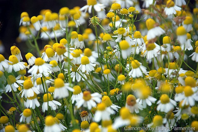 fleurs de camomille romaine par Bruno Parmentier