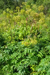 Angélique, Angelica archangelica (racine)