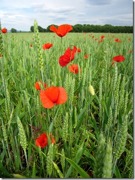 blés et coquelicots