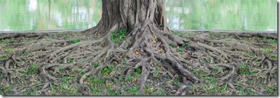 puissantes racines des arbres en hiver