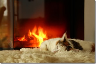 un chat devant la cheminée en hiver