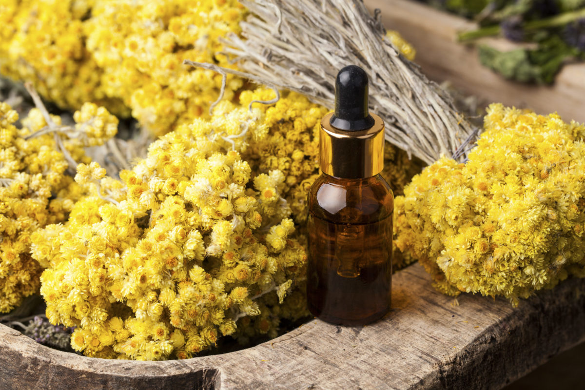 une huile essentielle de choc : l’hélichryse italienne (helichrysum italicum)