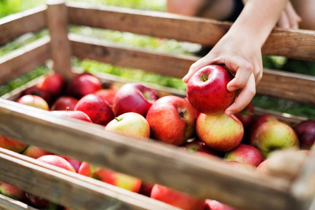 manger des pommes locales de saison