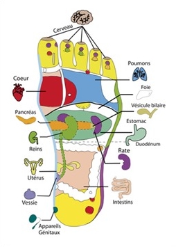 Reflexologie plantaire et automassage des pieds