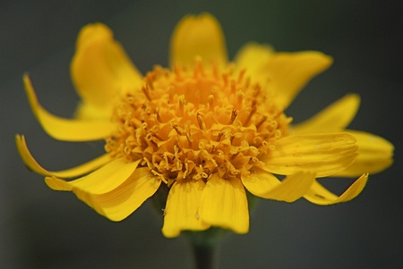 l’arnica pour soigner les chocs et les hématomes