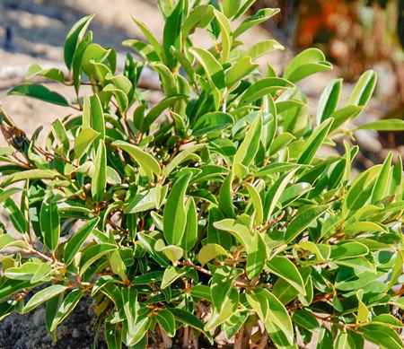 huile essentielle de saro (cinnamosma fragrans)