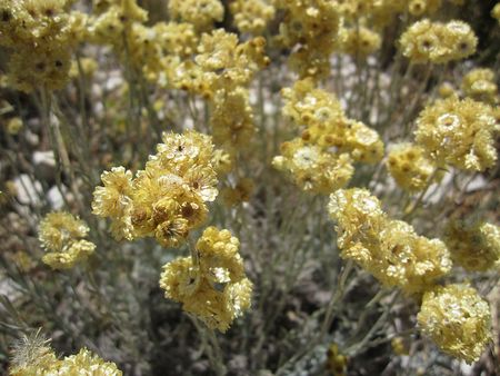 Helichryse italienne Helichrysum italicum Immortelle