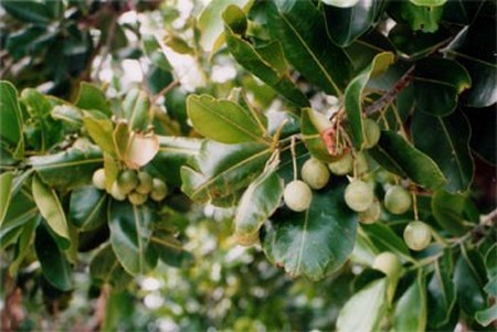 Mandravasarotra Saro Cinnamosma fragrans