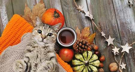 Un chat en automne : sérénité et réconfort