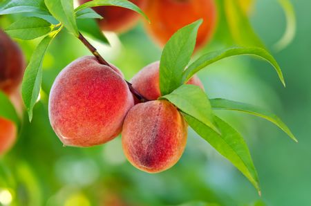 Fruit pêche été longevité