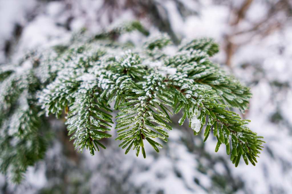 Une belle huile essentielle pour l’hiver : le sapin baumier